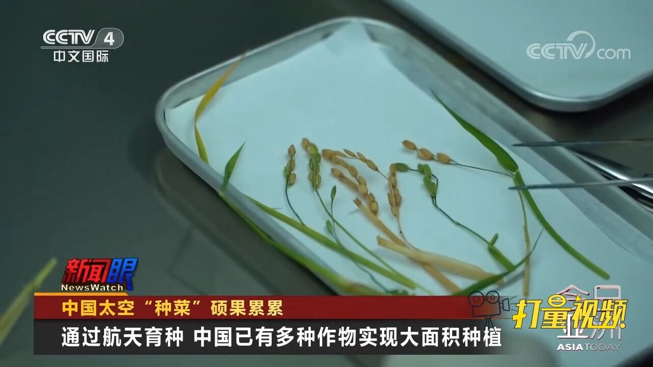 通过航天育种,中国已有多种作物实现大面积种植