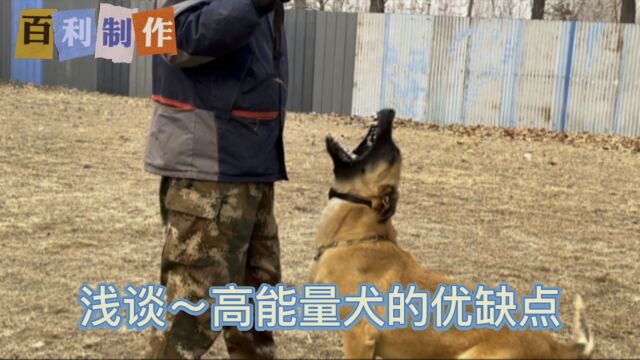 剖析高能量犬的优缺点