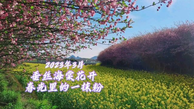 2023年3月,垂丝海棠花开,春光里的一抹粉