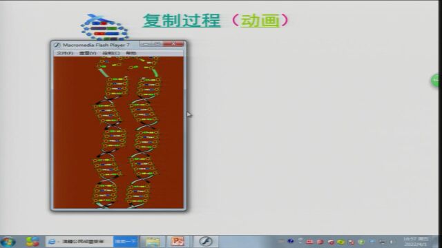3.3 DNA的复制 示范课