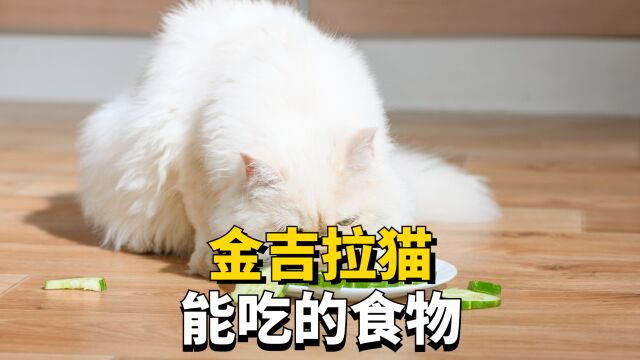 金吉拉猫能吃的食物有哪些,这些,你家猫咪都吃过吗?