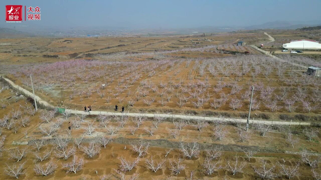 视频|济宁邹城:3000亩!桃之夭夭,灼灼其华