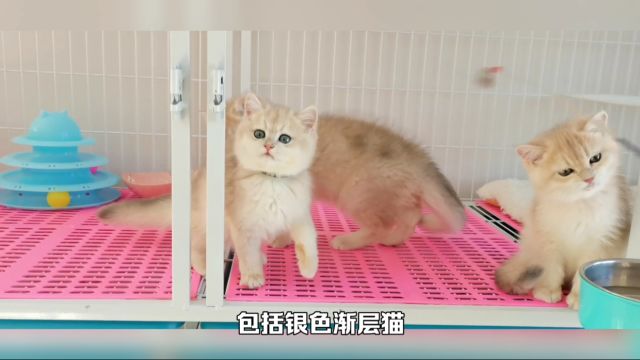 猫咪百科之金渐层,一种土豪气息颜色的猫咪