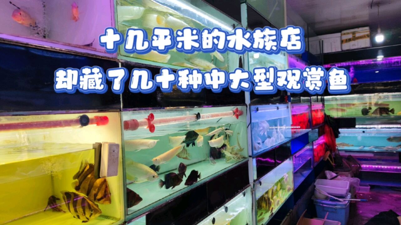 十几平米的水族店,藏了几十种中大型观赏鱼,帮朋友挑选两条银龙