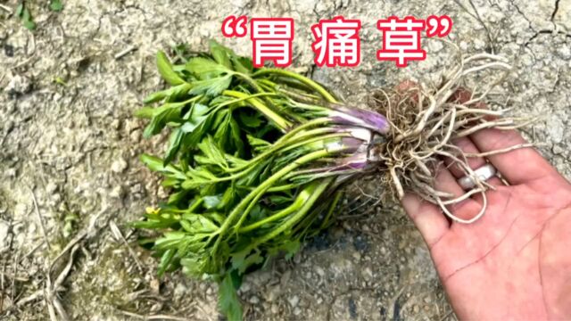 农村泛滥成灾的“胃痛草”,它的用途超级强大,赶紧一起来认识下