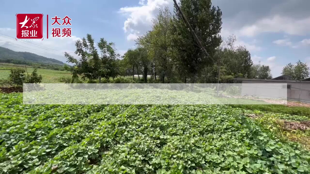 蹲点影记|红薯地里做直播!“十里薯乡”打响地理品牌