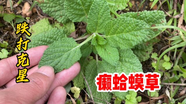 癞蛤蟆草也叫荔枝草,你知道它的价值吗?