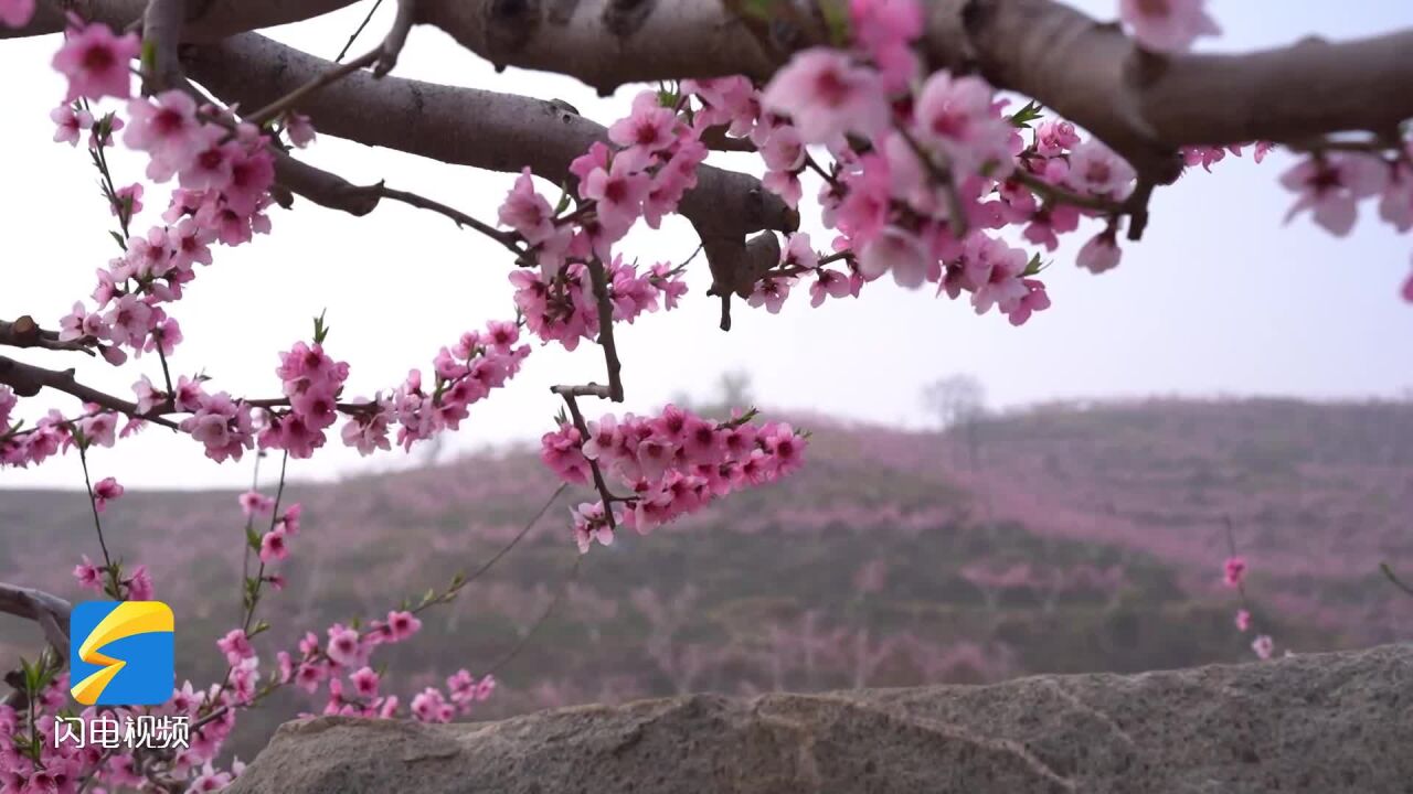 沂蒙花已开 临沂万亩桃花笑迎春风