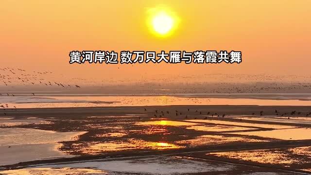 黄河岸边 数万只大雁与落霞共舞