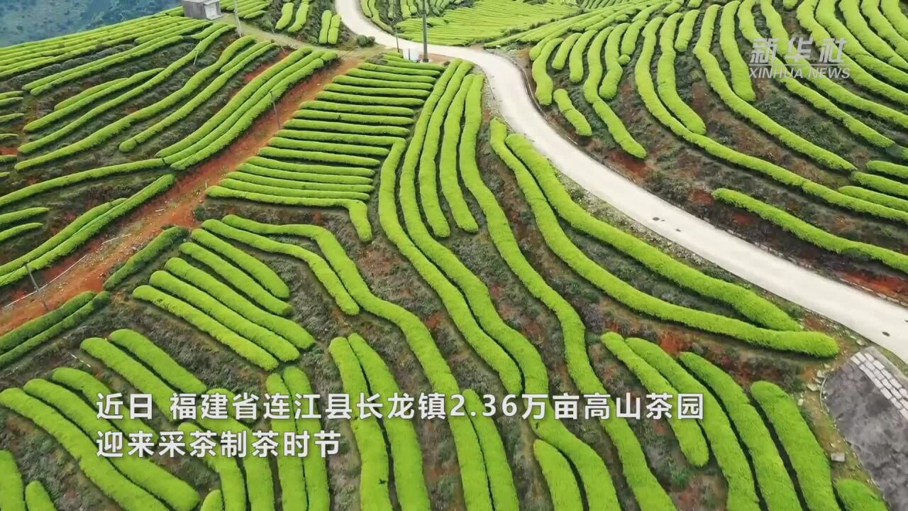 福建连江:“茶旅融合”促振兴