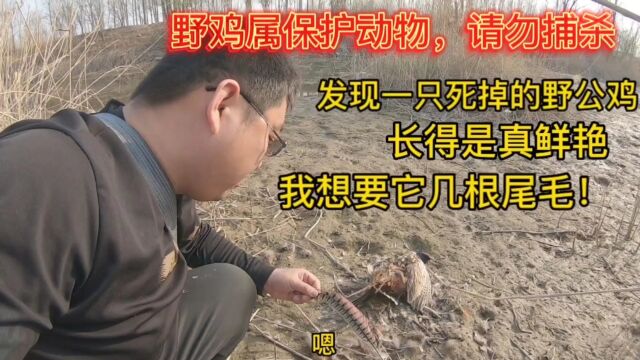 小伙在野外发现一只野鸡,它身上的毛太鲜艳了,拔它几根尾巴毛收藏