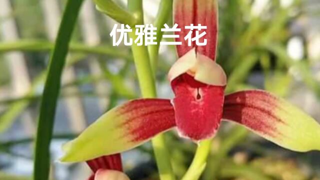 优雅兰花花中君子