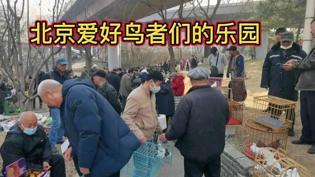 北京爱好养鸟者们的乐园!