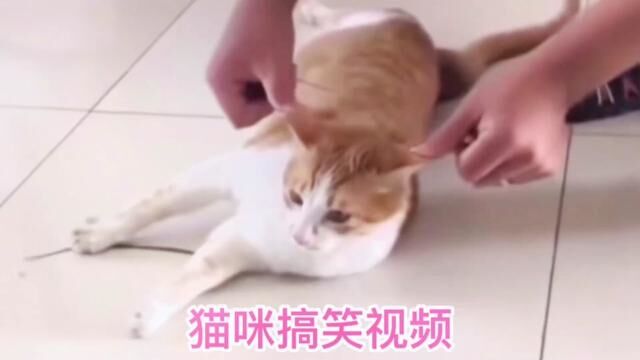 搞笑萌宠可爱猫咪迷惑行为爆笑专治不开心#搞笑视频 #猫咪搞笑 #猫咪的迷惑行为 #专治不开心 #看一遍笑一遍