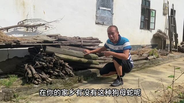 柴堆里住着30多条狗母蛇,很多人都还不认识它,看看到底长啥样的