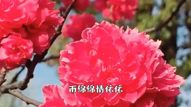 上错花轿嫁对郎