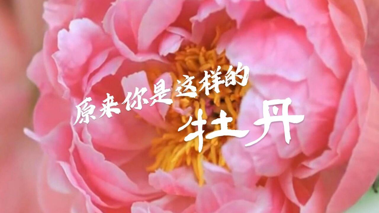 不止于观赏 原来你是这样的菏泽牡丹!