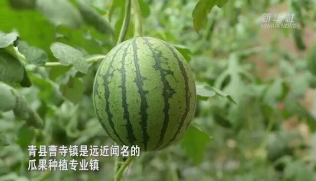 河北青县:棚室甜瓜喜丰收 村民致富乐悠悠