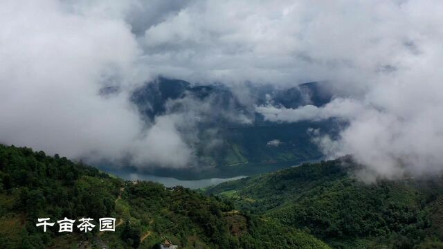 匠心春礼 老寨冰岛普洱茶 精选600年以上茶树 手摘2022年第一波芽叶 以定制之道 致敬极少数