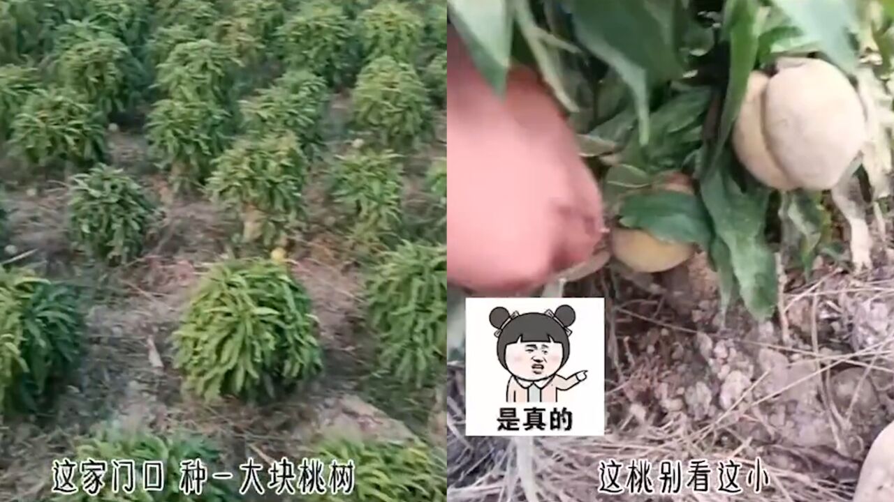 男子发现家门口有一片桃树,蹲下查看结了不少果,被劝告千万别吃