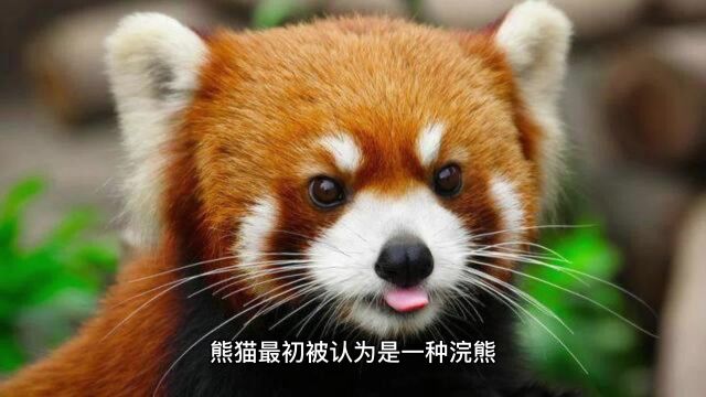 揭秘熊猫真实身份:不是熊科动物?!