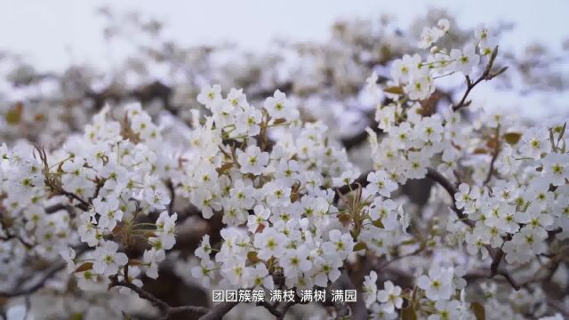 蓝秒文化 | 共赴花海之约!万倾“春雪”香,梨花竞相开