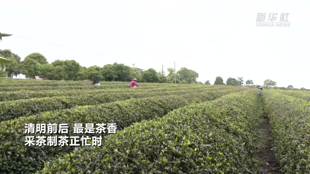 湖北阳新:首届制茶斗茶会茶味飘香