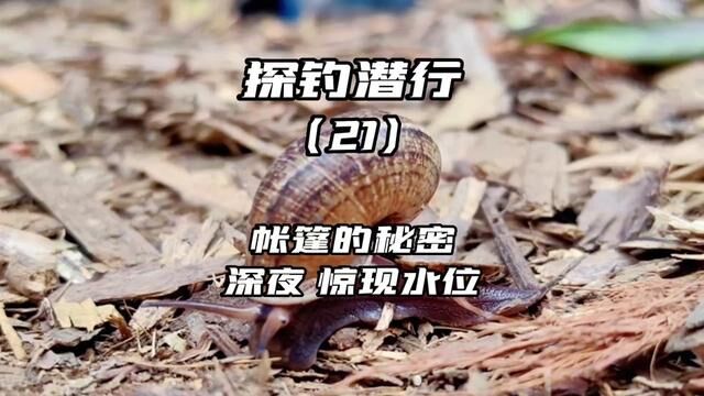 探钓潜行第21天,户外露营驻扎参考,深夜水位暴涨帐篷还发现秘密 #户外生活 #钓鱼