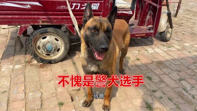 论气质还得是马犬!往那一站就很帅气!不愧是警犬“种子”选手!