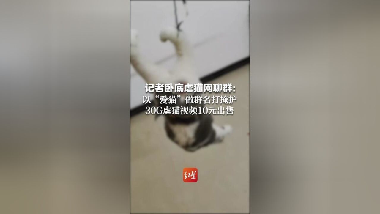 记者卧底虐猫网聊群:以“爱猫”做群名打掩护,30G虐猫视频10元出售