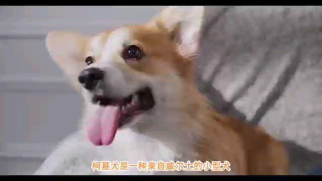 柯基犬是什么样的狗狗呢