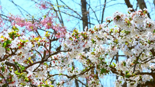 花都开好了