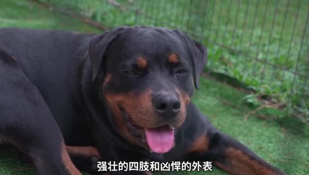 注意!罗威纳犬和松狮犬两大烈性犬的脾气和特点,尽量避免伤害.