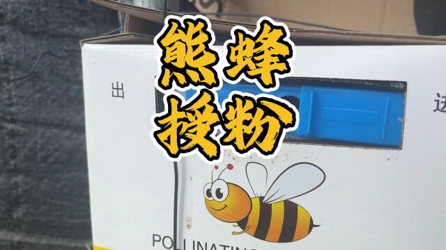 熊蜂授粉是最贴近自然环境的授粉方式,省人工无激素残留绿色安全