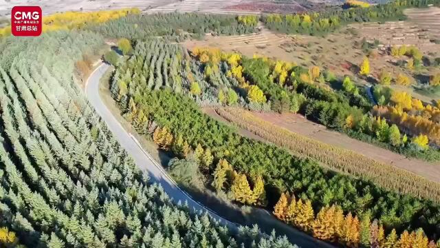 自驾赏秋 ,一条公路“承包”华家岭的秋色盛景