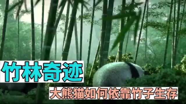 竹林奇迹:大熊猫如何依靠竹子生活