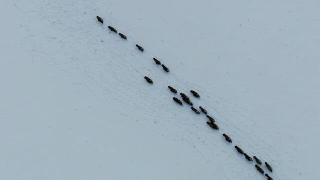 在齐膝高的雪原上跋涉追踪狼群!只为还原雪原野性真实一面!