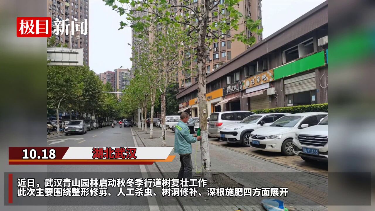 【视频】武汉市青山园林启动秋冬季行道树复壮工作