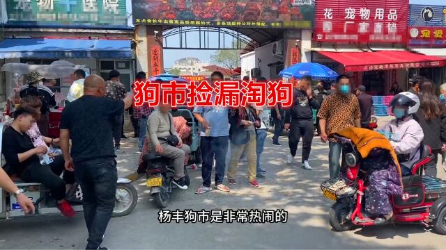 大型狗市开门,吸引众多淘狗者纷纷前来“捡漏”碰运气!真热闹!