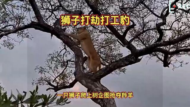 狮子打劫花豹