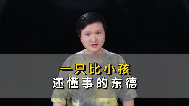 一只比小孩还懂事的东德