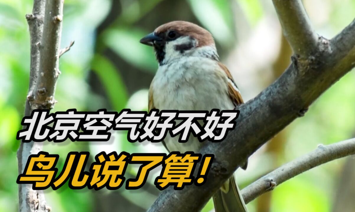 鸟儿对你说:北京城市副中心空气超!超!超清新!