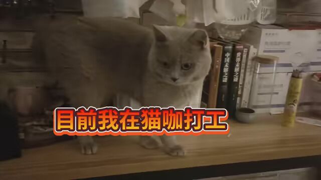 #记录猫咪日常生活 #可爱猫咪分享给可爱的人 #英短蓝猫