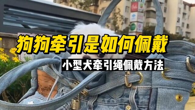 小型犬牵引绳佩戴方法