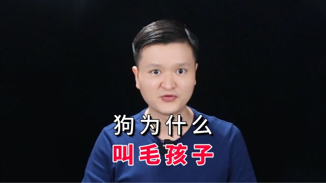 为什么很多养狗人,都会把狗狗叫做毛孩子,是真的把它当孩子看了吗