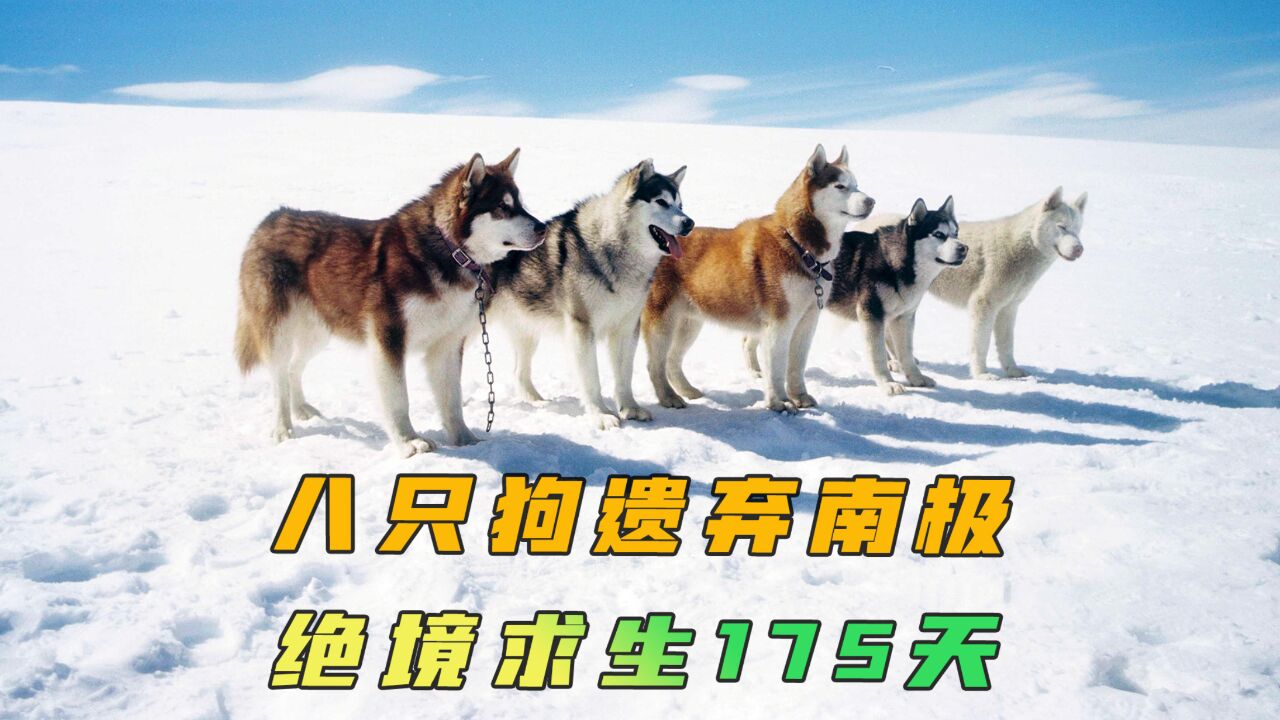 六只雪橇犬南极求生175天,成功获救!《南极大冒险》