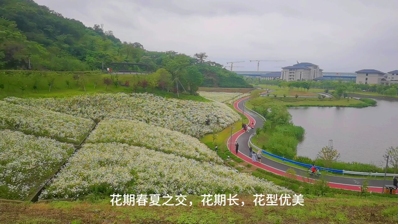 狮子山公园,大滨菊花开,深藏的爱