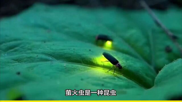 探秘萤火虫:神奇的发光生物