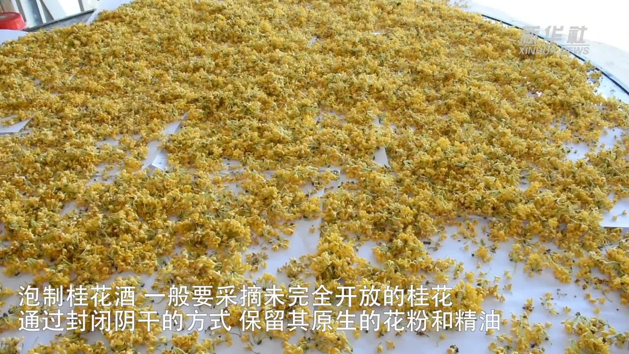 金秋桂花开 酿酒正当时