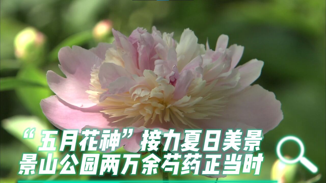 “五月花神”接力夏日美景!景山公园两万余芍药正当时